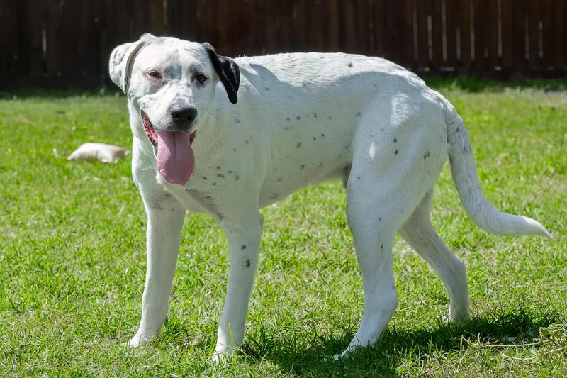 A young medium-sized male Black American Staffordshire Terrier dog named Mickey for adoption in Tomball, TX