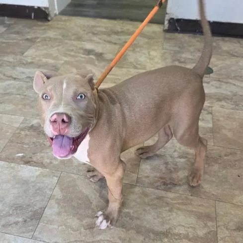 A baby medium-sized male Yellow / Tan / Blond / Fawn Pit Bull Terrier dog named Dumpty for adoption in Fort Collins, CO