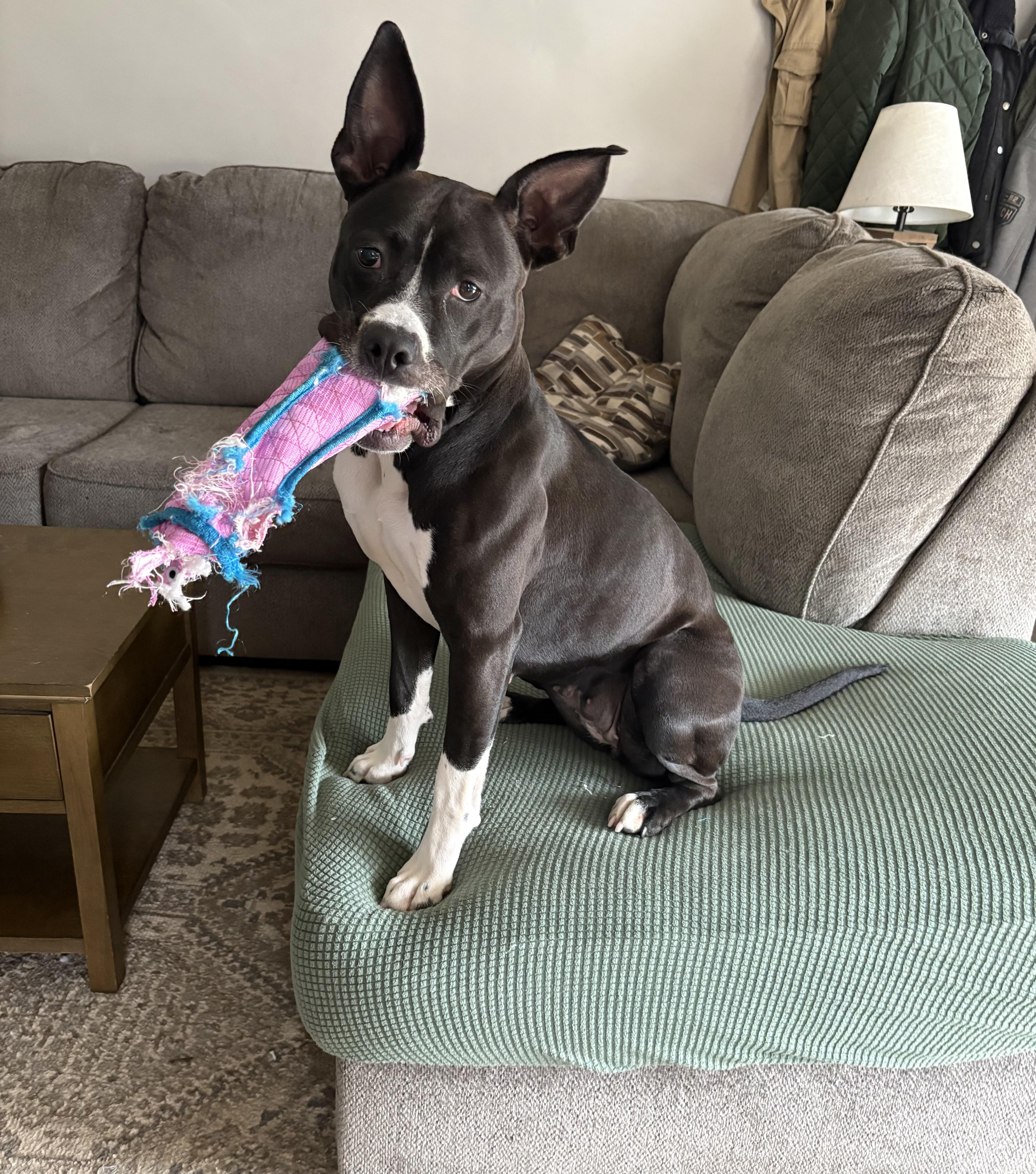 A young medium-sized female Pit Bull Terrier dog named Pria for adoption in Trinity, AL