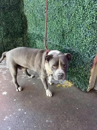 A baby large-sized male Gray / Blue / Silver Pit Bull Terrier dog named Rico for adoption in El Paso, TX