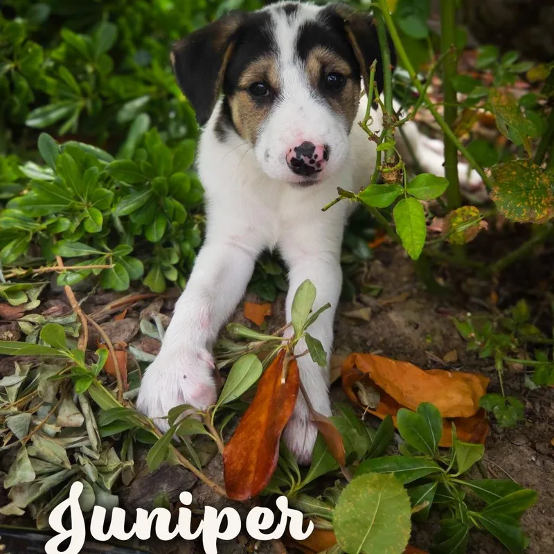 Juniper thumbnail 2