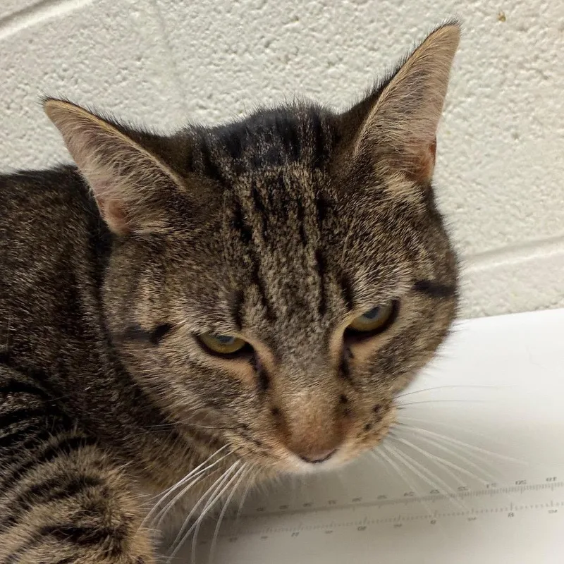 An adult large-sized female Domestic Short Hair cat named Estrella for adoption in Murray, UT