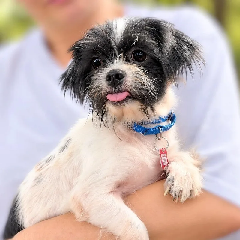 An adult small-sized male Shih Tzu dog named Zeplin for adoption in Boerne, TX