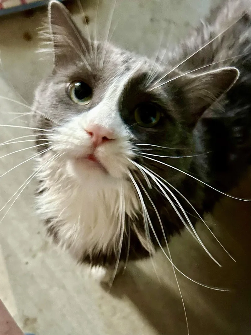 An adult medium-sized female Gray & White Domestic Medium Hair cat named Remi for adoption in Penndel, PA
