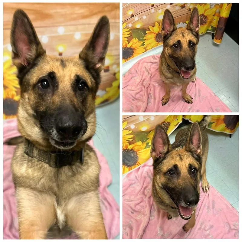 An adult large-sized female German Shepherd Dog dog named Maizy for adoption in Dublin, VA