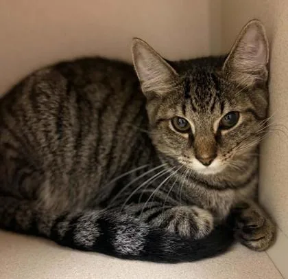 An adult small-sized male Domestic Short Hair cat named Elvis for adoption in Bowling Green, KY