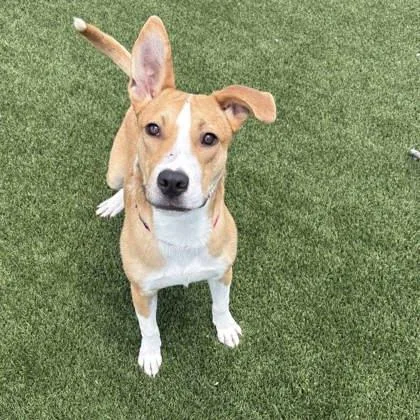 An adult large-sized male Yellow / Tan / Blond / Fawn Mixed Breed dog named Edmund for adoption in Atlanta, GA