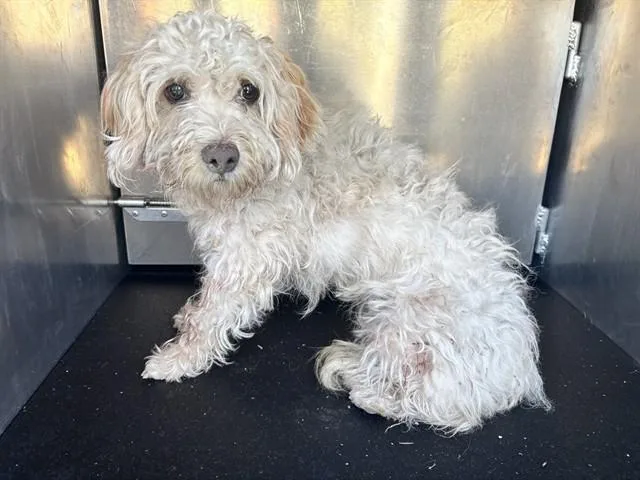 A young small-sized female Poodle dog named Maddison for adoption in Ontario, CA