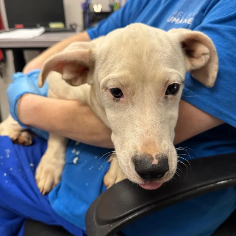 A baby small-sized female White / Cream Mixed Breed dog named Curly Jo for adoption in Columbiana, AL