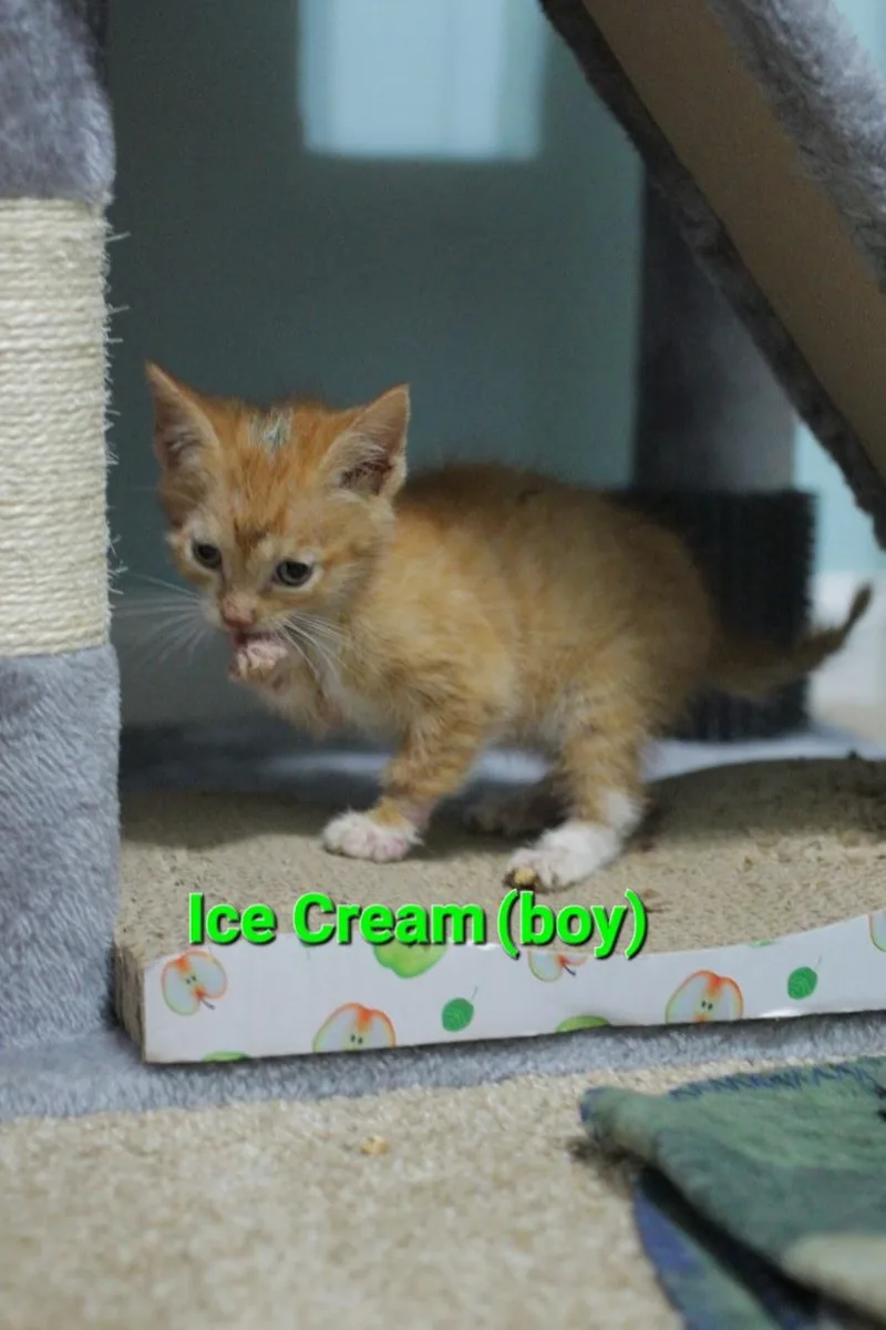 A baby medium-sized male Tabby (Orange / Red) Tabby cat named Ice Cream for adoption in Columbia, SC
