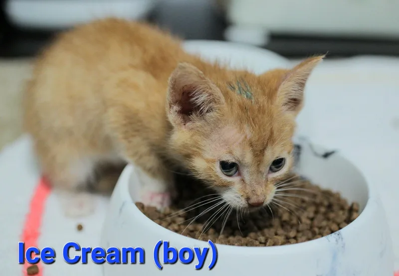 Ice Cream thumbnail 2