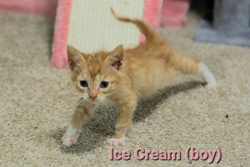 Ice Cream thumbnail 3