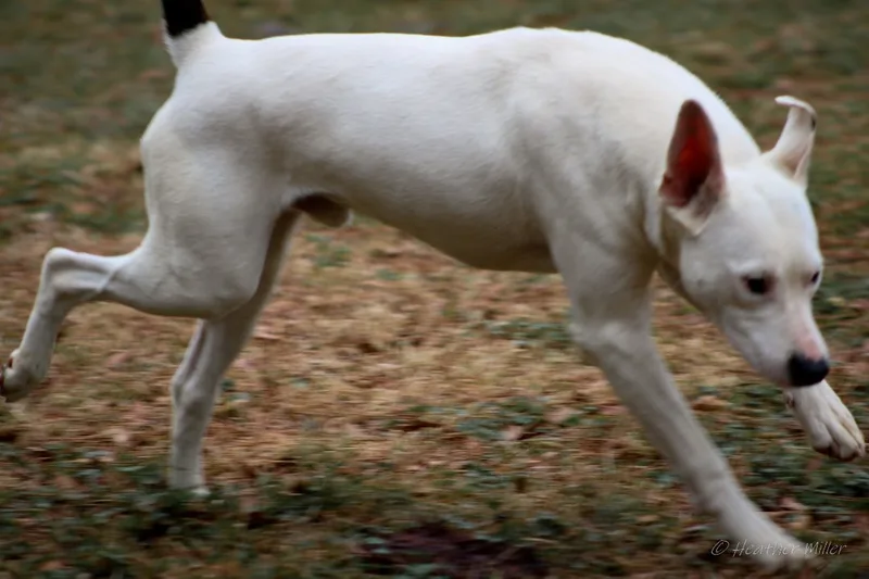 A young large-sized male White / Cream American Bulldog dog named Bruno for adoption in St. George, SC