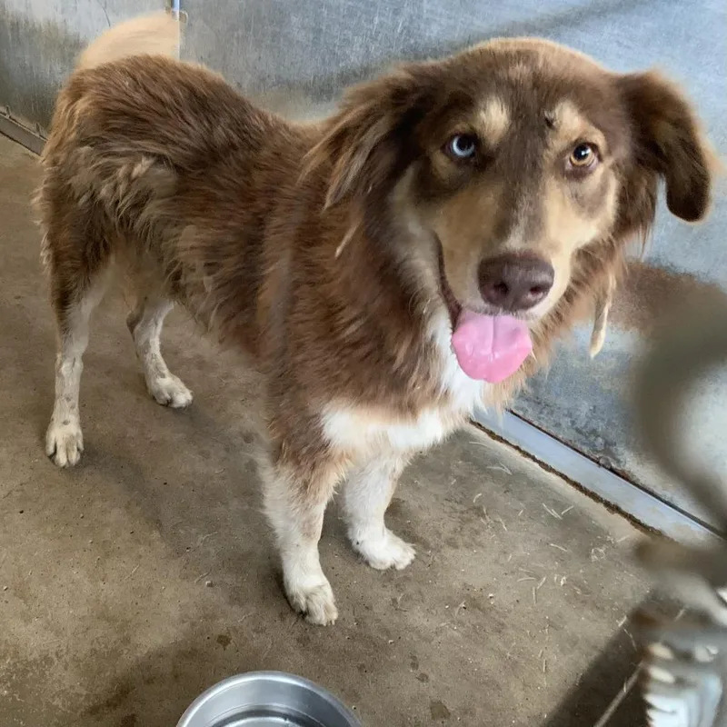 An adult large-sized male Brown / Chocolate Australian Shepherd dog named Nick Fury for adoption in Edinburg, TX