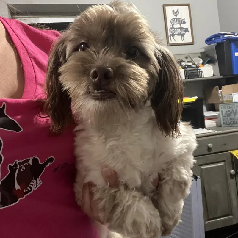 A young small-sized male Shih Tzu dog named Winston for adoption in Wappingers Falls, NY