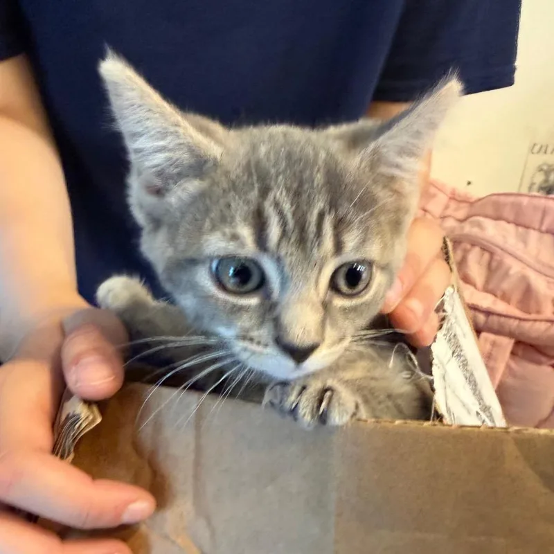 A baby small-sized female Gray / Blue / Silver Domestic Short Hair cat named Slushie for adoption in Newark, NJ