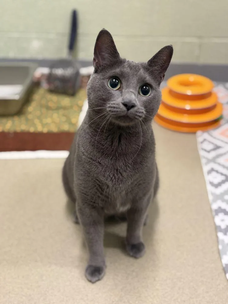 An adult small-sized male Gray / Blue / Silver Domestic Short Hair cat named Saya for adoption in Alexandria, VA