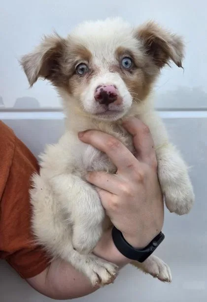 A baby small-sized male Australian Shepherd dog named Brian for adoption in Kinzers , PA