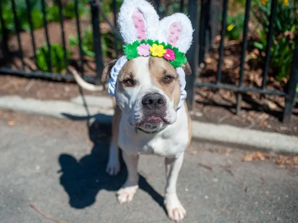 Big Foot thumbnail 2