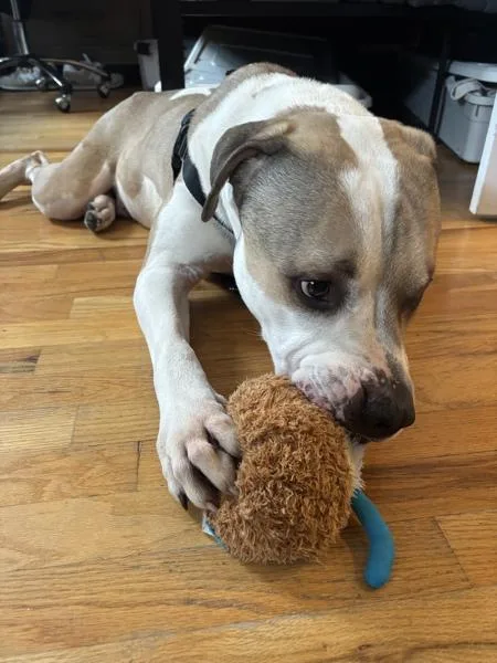 Big Foot thumbnail 3