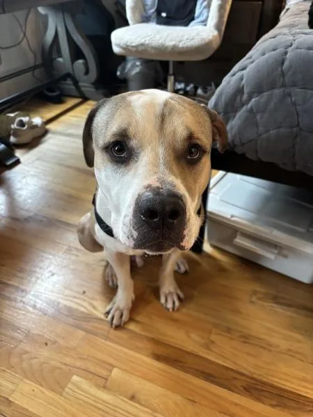 Big Foot thumbnail 4