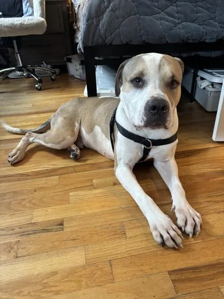 Big Foot thumbnail 5