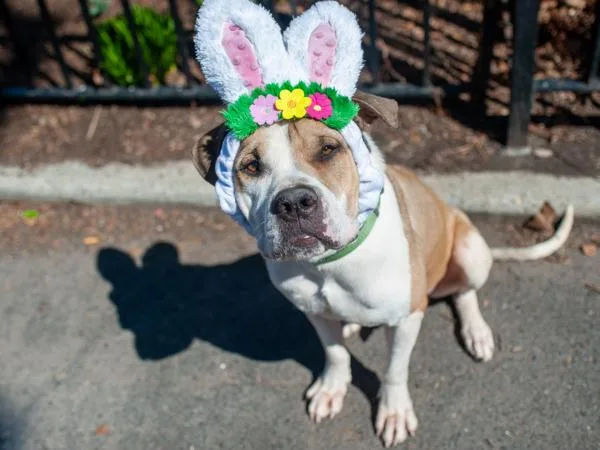 Big Foot thumbnail 6