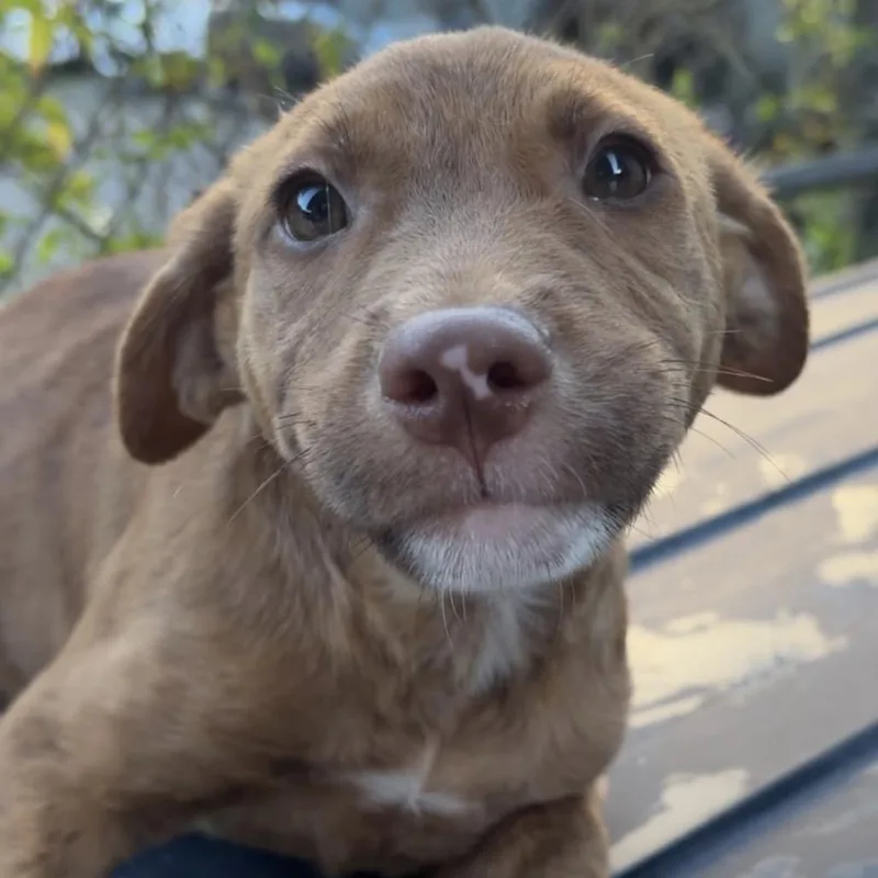 A baby small-sized male Mixed Breed dog named Nadim for adoption in Englewood, FL