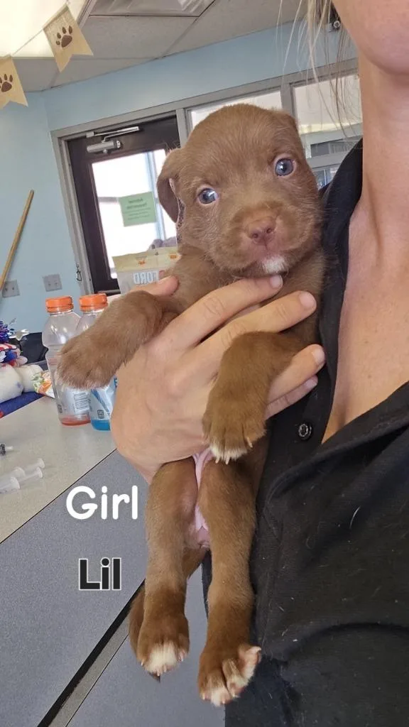Lil