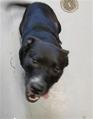 A young medium-sized male Pit Bull Terrier dog named Jumper for adoption in Corpus Christi, TX
