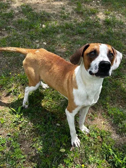 An adult medium-sized male Hound dog named Tic Tac Taliwack for adoption in Spruce Pine, NC