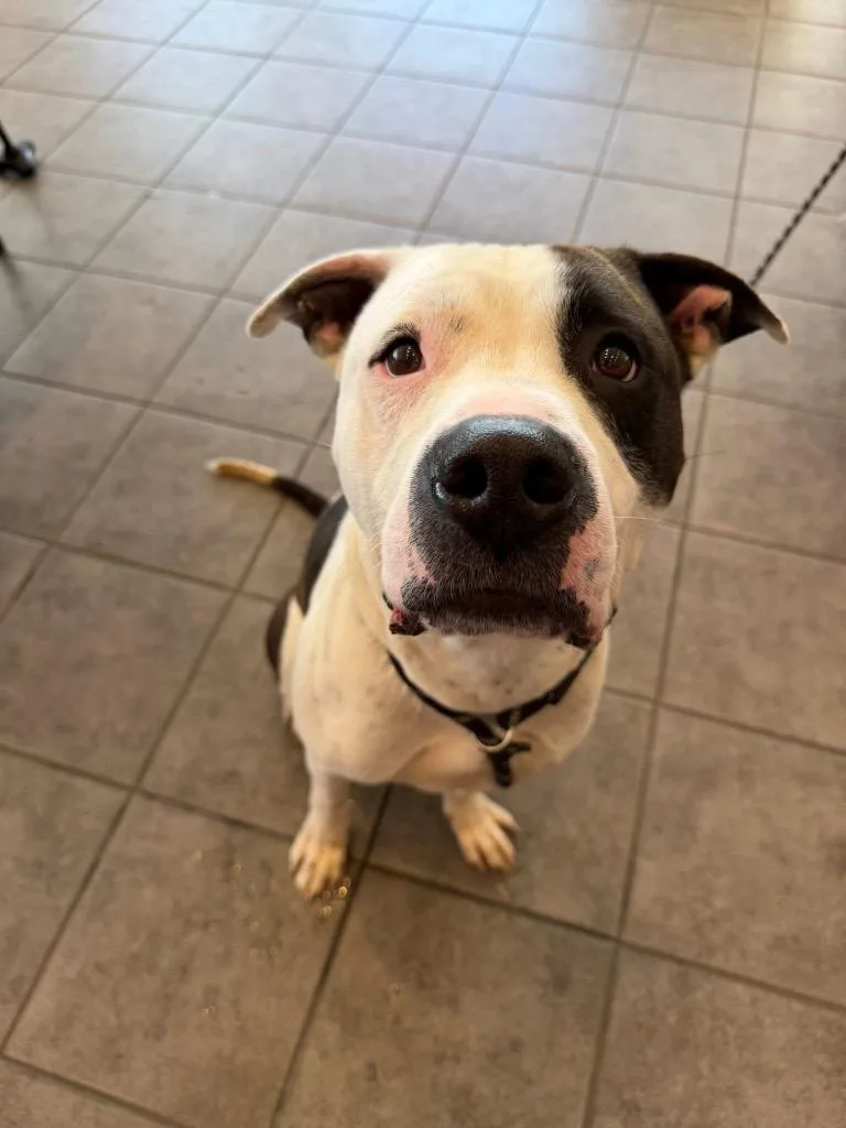 An adult large-sized male American Bulldog dog named Dre for adoption in Pierceton, IN