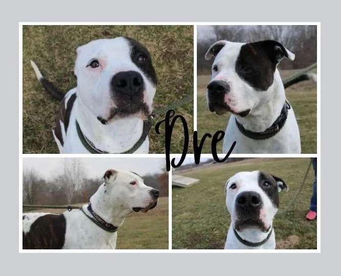 Dre thumbnail 2