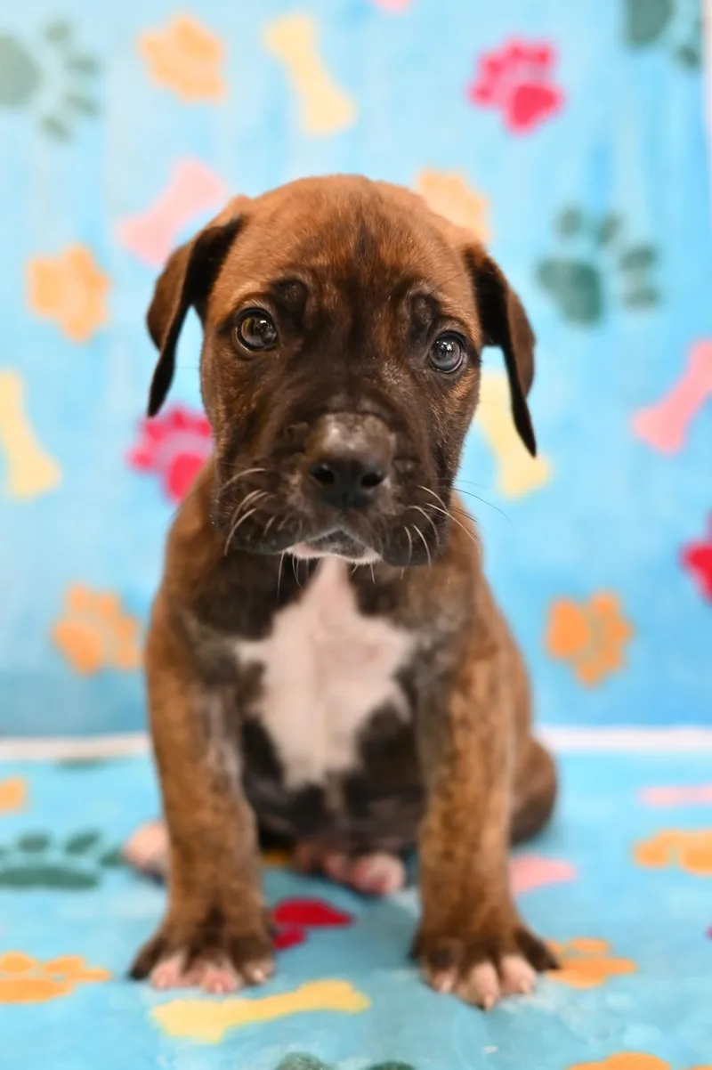 A young medium-sized male Rat Terrier dog named Waikiki for adoption in Miami, FL