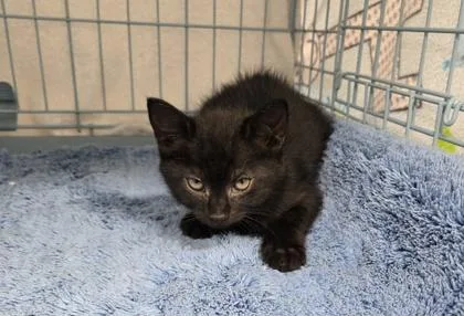 A baby small-sized female Domestic Short Hair cat named Sierra for adoption in Gainesville, FL