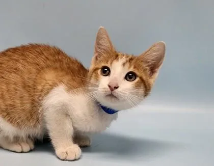 A baby small-sized male Domestic Short Hair cat named Charlie for adoption in Golden Valley, MN