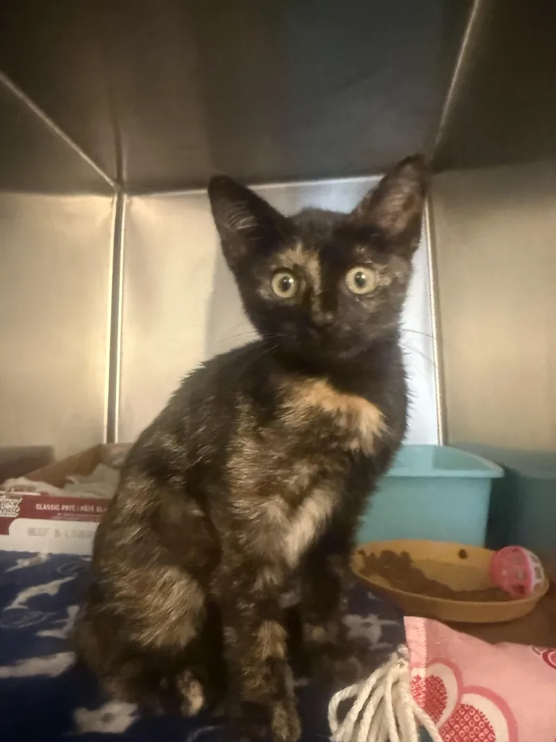 A baby small-sized female Domestic Short Hair cat named Makayla for adoption in Honolulu, HI