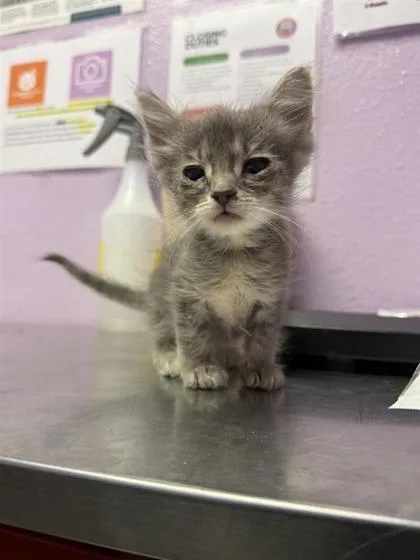 A baby small-sized female Gray / Blue / Silver Domestic Short Hair cat named 61140681 for adoption in El Paso, TX