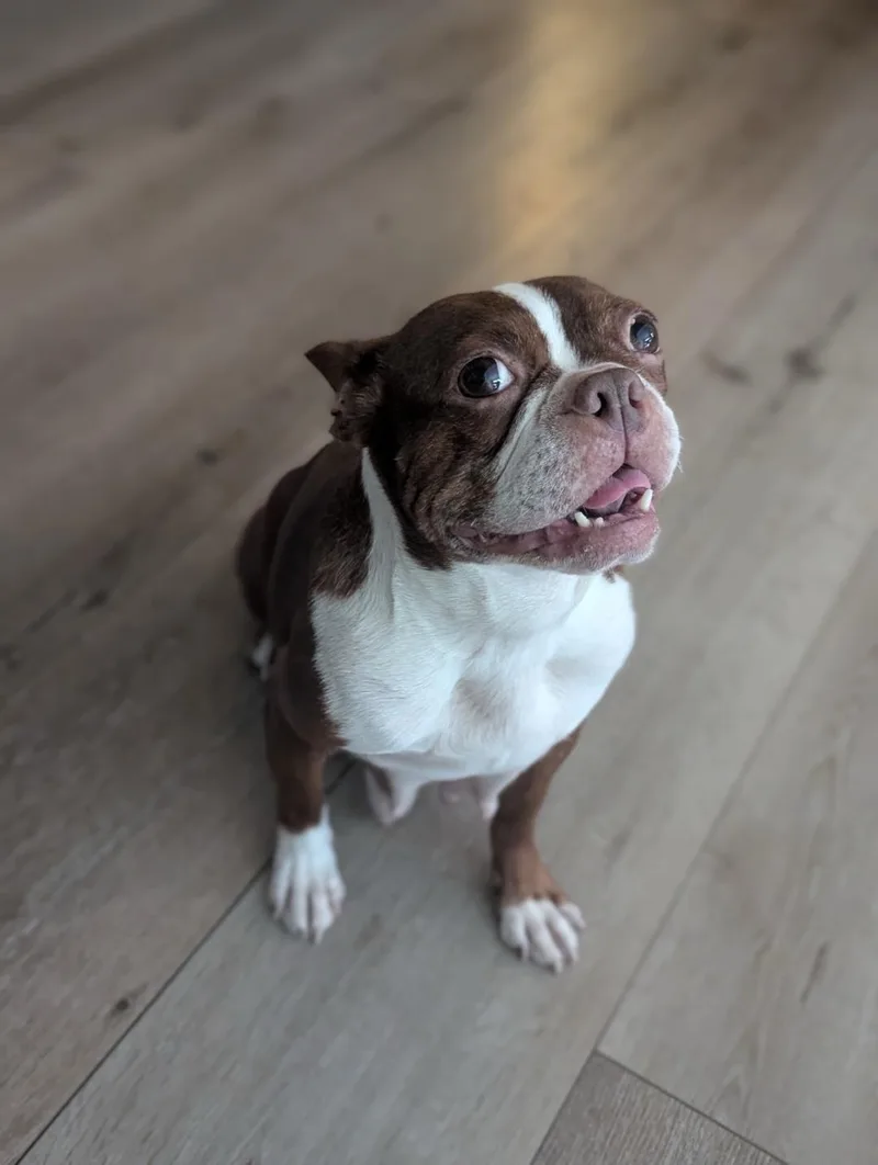 A young small-sized female White / Cream Boston Terrier dog named Coco in MO for adoption in Elkhorn, NE