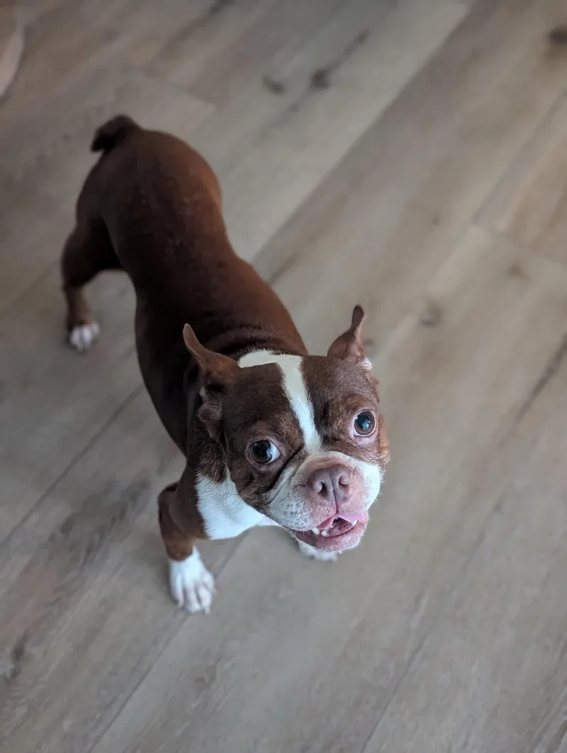Coco in MO thumbnail 2