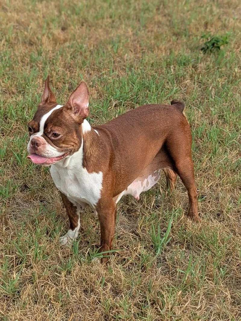 Coco in MO thumbnail 3