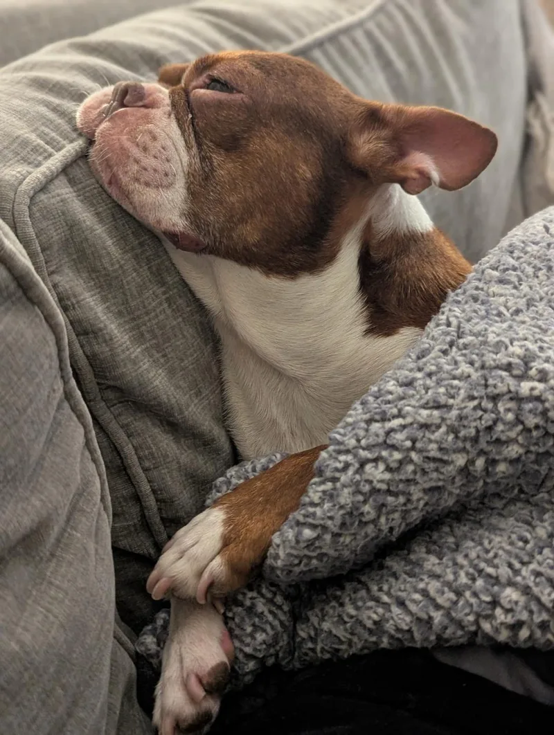 Coco in MO thumbnail 4