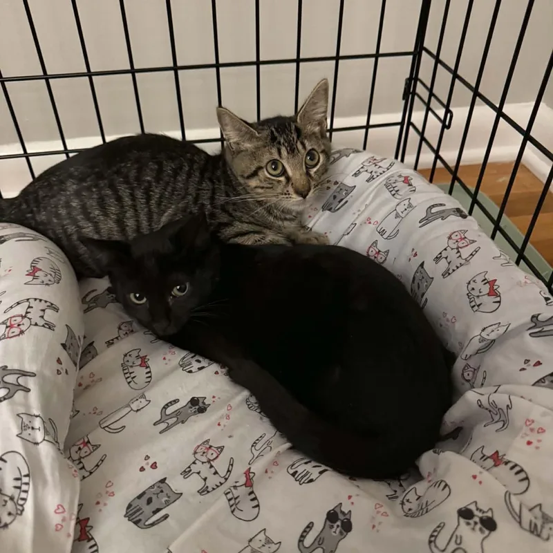 A baby small-sized male Black Domestic Short Hair cat named Zorro& Zola for adoption in Bellmawr, NJ
