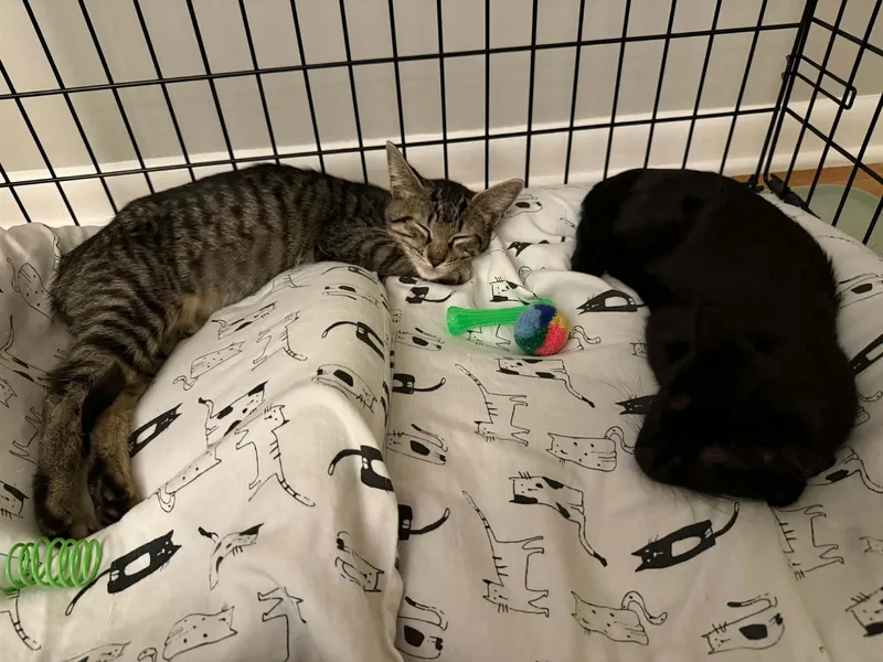 Zorro& Zola thumbnail 2