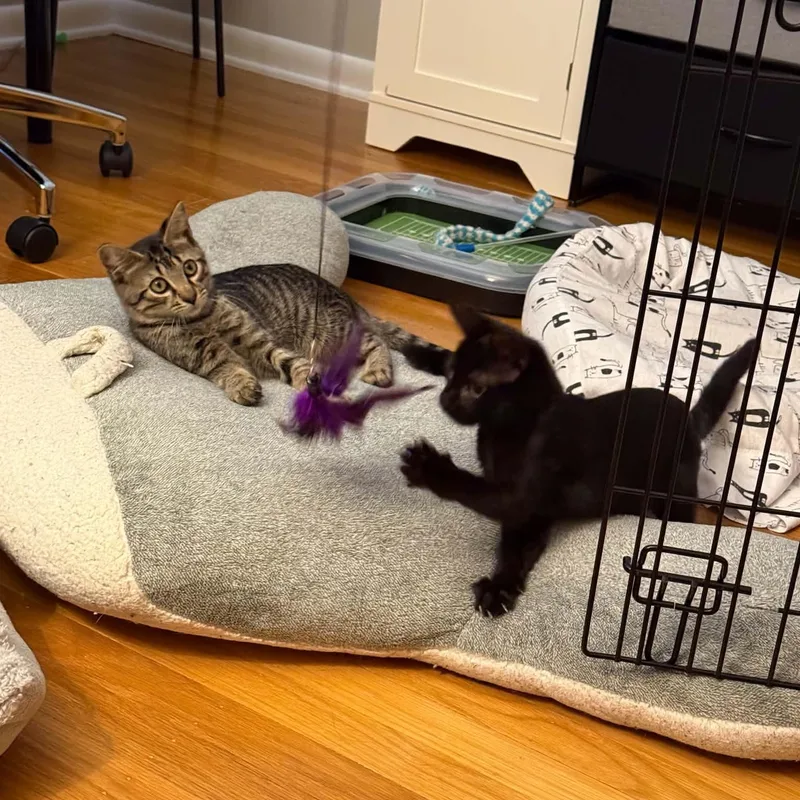 Zorro& Zola thumbnail 3