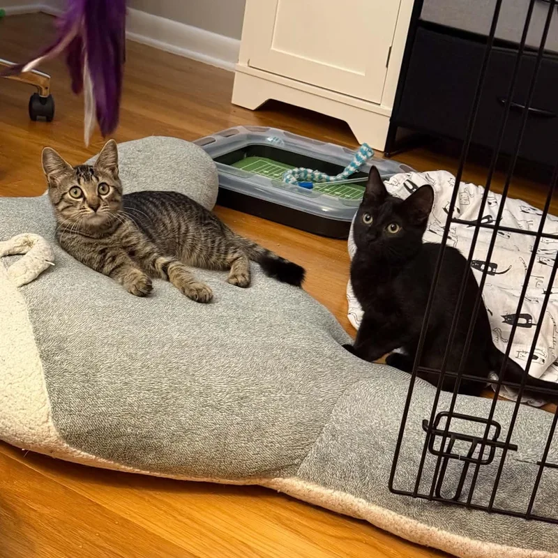 Zorro& Zola thumbnail 4