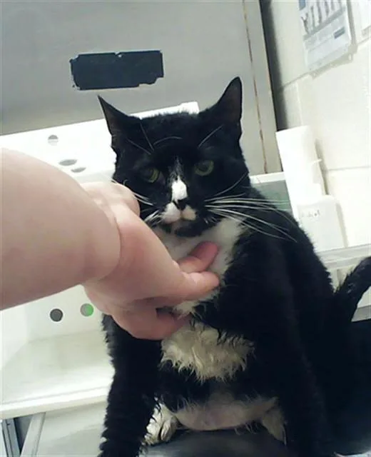 An adult large-sized female Domestic Short Hair cat named Midnight for adoption in Fayetteville, NC