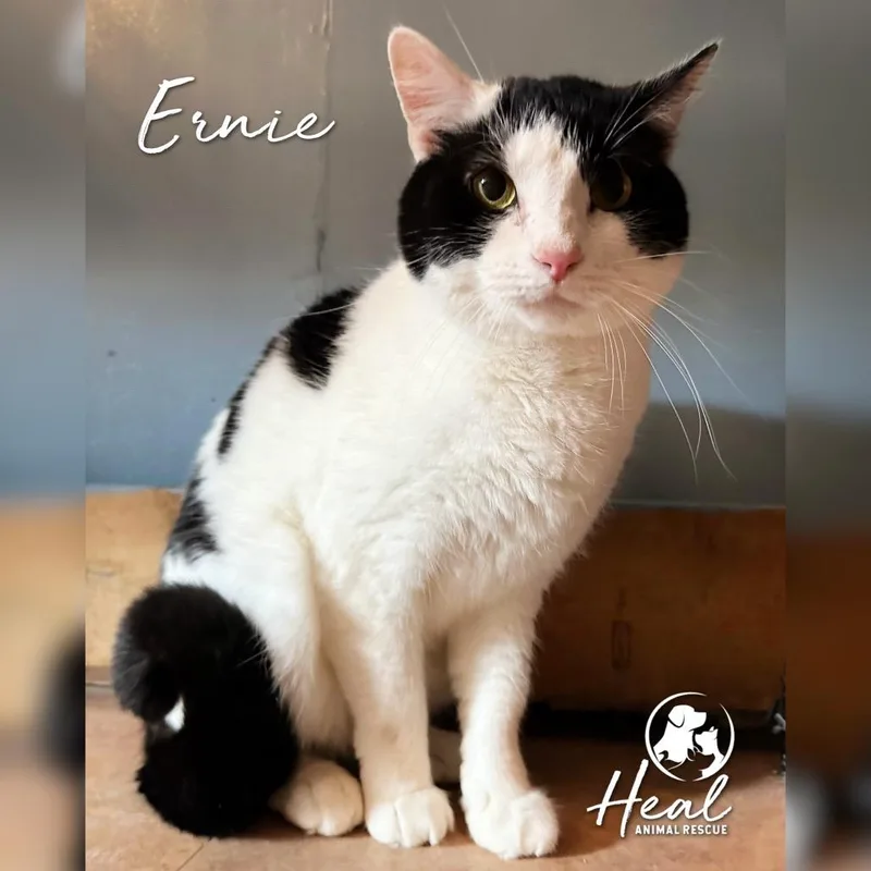 An adult small-sized male White Domestic Short Hair cat named Ernie for adoption in Youngwood, PA