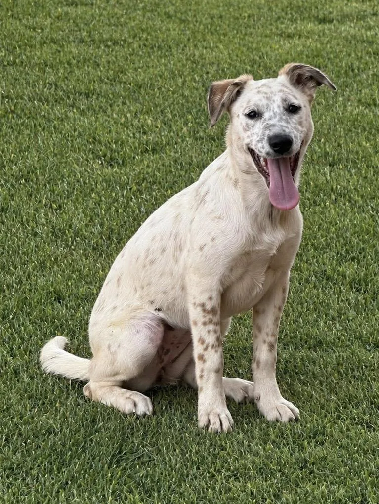 A baby medium-sized female Brown / Chocolate Hound dog named Shoshoni for adoption in Tomball, TX