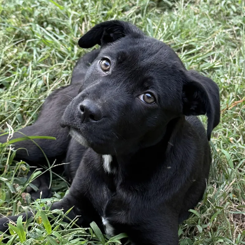 A baby medium-sized female Pit Bull Terrier dog named Fern for adoption in Richmond, VA